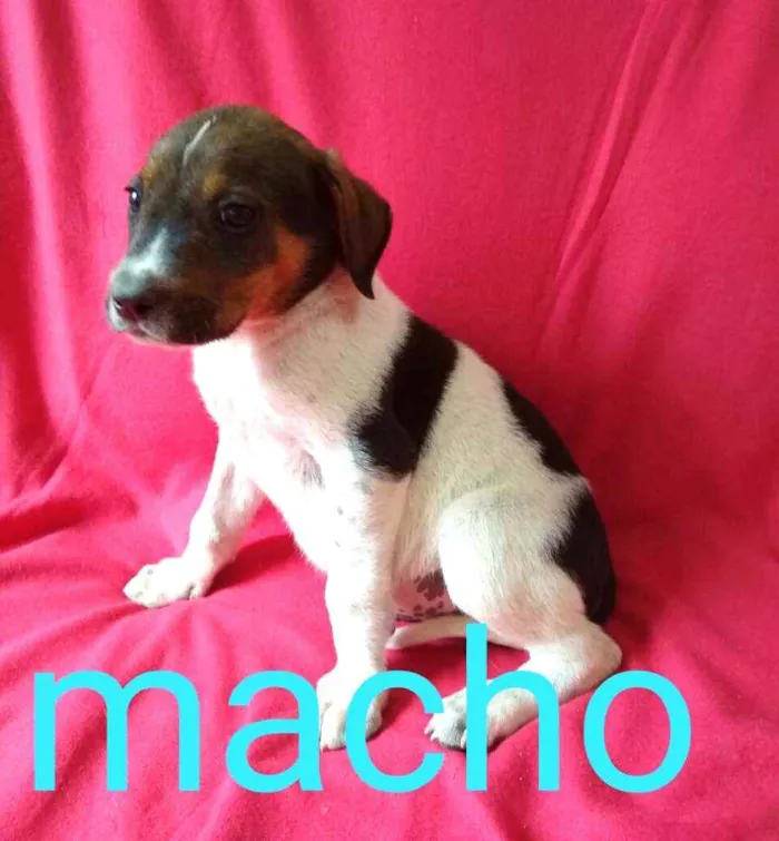 Cachorro ra a  idade 2 a 6 meses nome Filhotes da Val