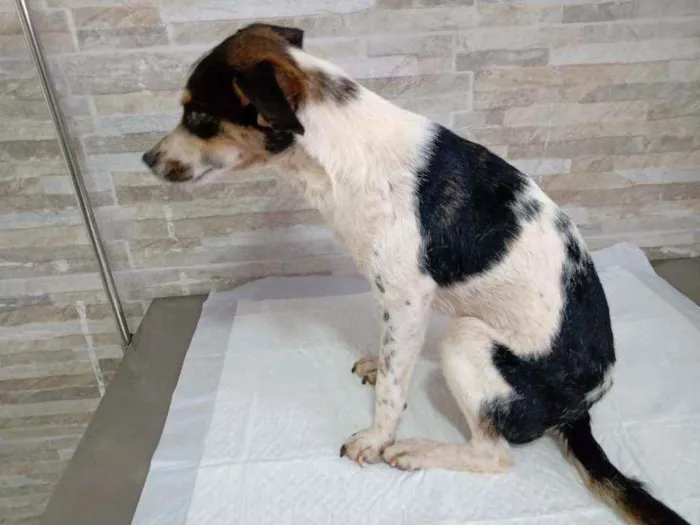 Cachorro ra a SRD idade 7 a 11 meses nome Alecrim