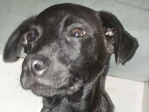 Cachorro raça  idade 2 a 6 meses nome Nino 