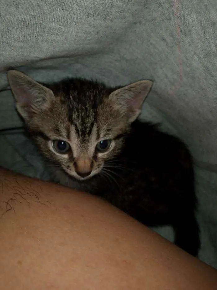 Gato raça Malhado  idade 2 a 6 meses nome Safira 