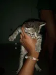 Safira 