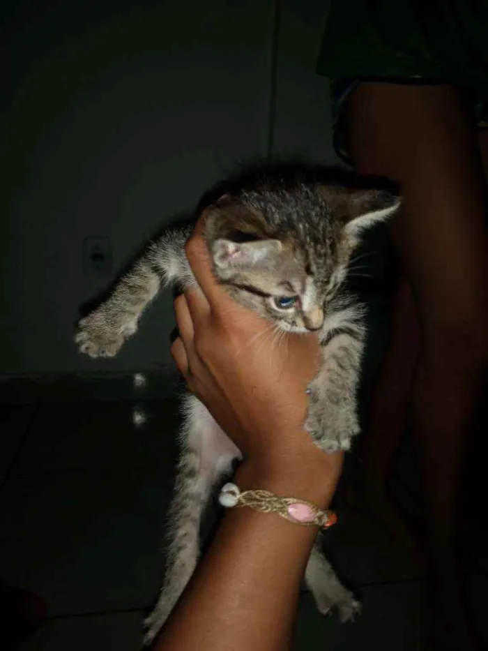 Gato raça Malhado  idade 2 a 6 meses nome Safira 