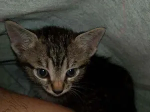 Gato raça Malhado  idade 2 a 6 meses nome Safira 