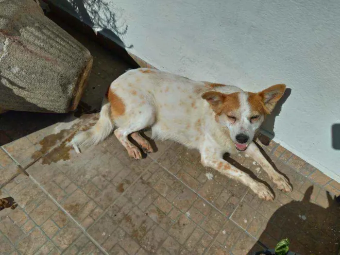 Cachorro raça SRD idade 5 anos nome Thaila