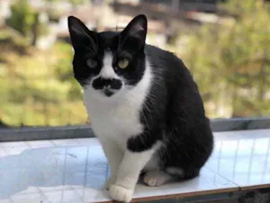 Gato raça SRD idade 3 anos nome Maria João