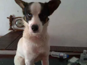 Cachorro raça SRD idade 2 anos nome Max