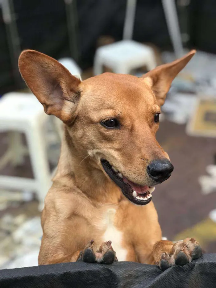 Cachorro ra a SRD-ViraLata idade 7 a 11 meses nome CACAU