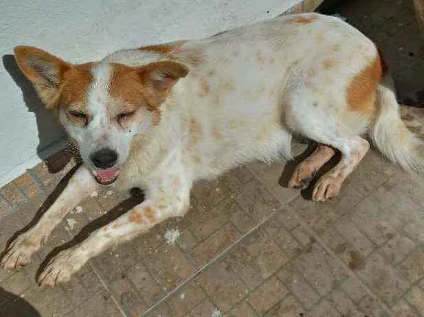 Cachorro raça SRD idade 5 anos nome Thaila