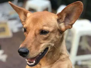 Cachorro raça SRD-ViraLata idade 7 a 11 meses nome CACAU