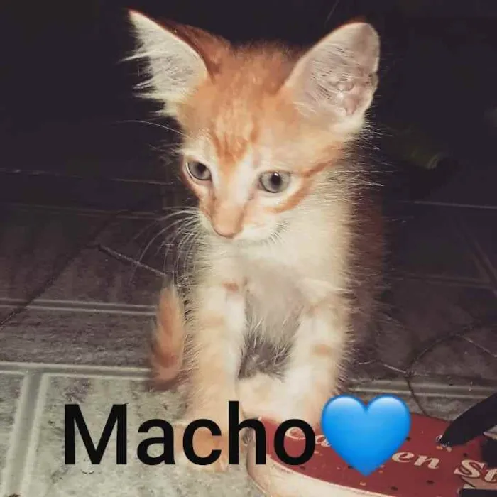 Gato raça  idade 2 a 6 meses nome Galfide