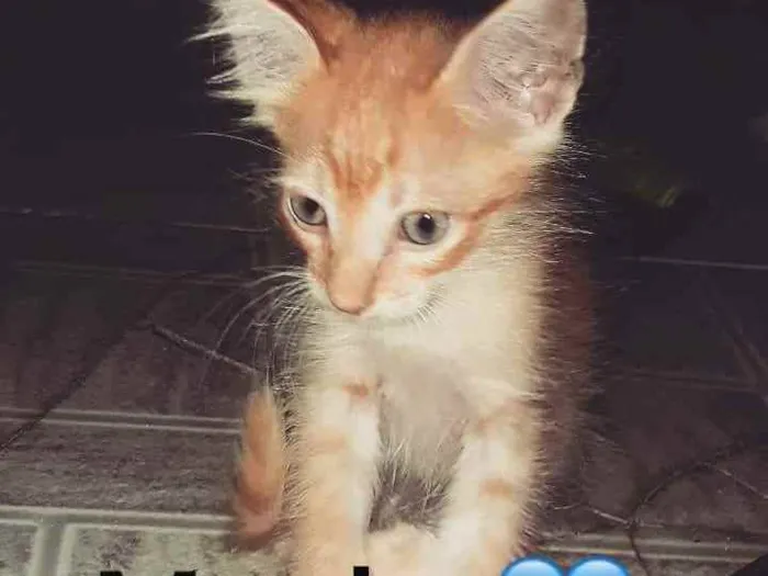 Gato raça  idade 2 a 6 meses nome Galfide
