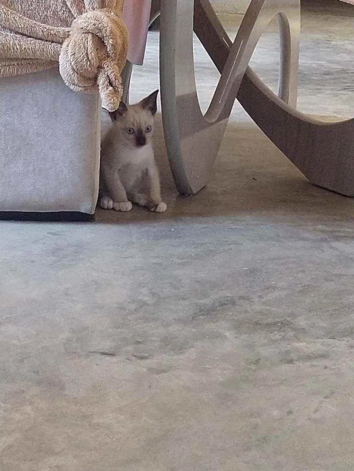 Gato ra a SRD idade 2 a 6 meses nome Príncipe 