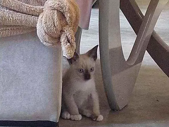 Gato ra a SRD idade 2 a 6 meses nome Príncipe 