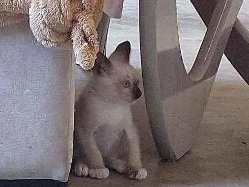 Gato ra a SRD idade 2 a 6 meses nome Príncipe 