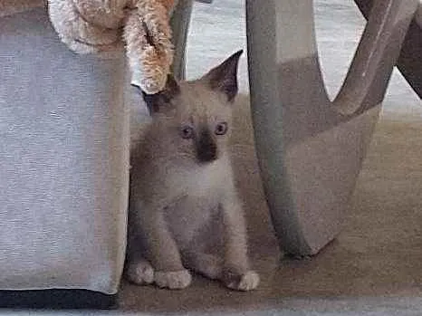 Gato ra a SRD idade 2 a 6 meses nome Príncipe 