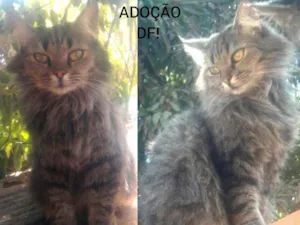 Gato raça SRD idade 1 ano nome Boneca