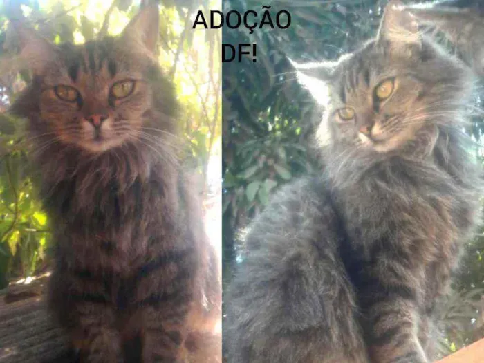 Gato ra a SRD idade 1 ano nome Boneca