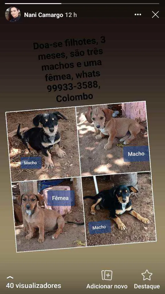 Cachorro raça Sem raça definida  idade 2 a 6 meses nome Sem nome definido 