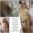 Amarelinho