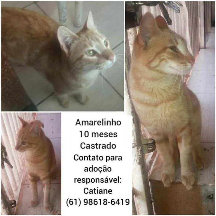 Gato ra a Sem raça definida idade 7 a 11 meses nome Amarelinho