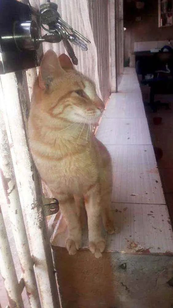 Gato ra a Sem raça definida idade 7 a 11 meses nome Amarelinho