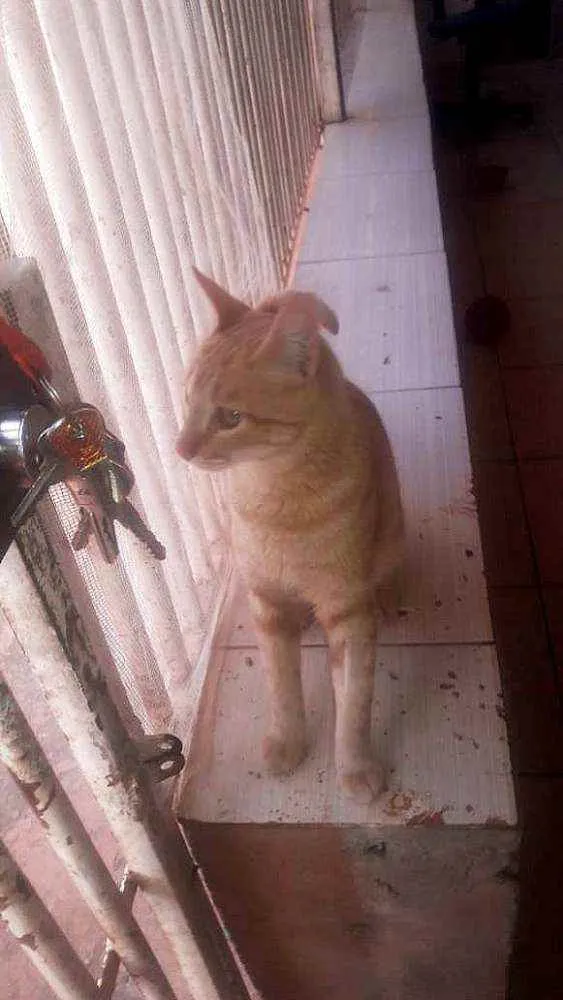 Gato ra a Sem raça definida idade 7 a 11 meses nome Amarelinho