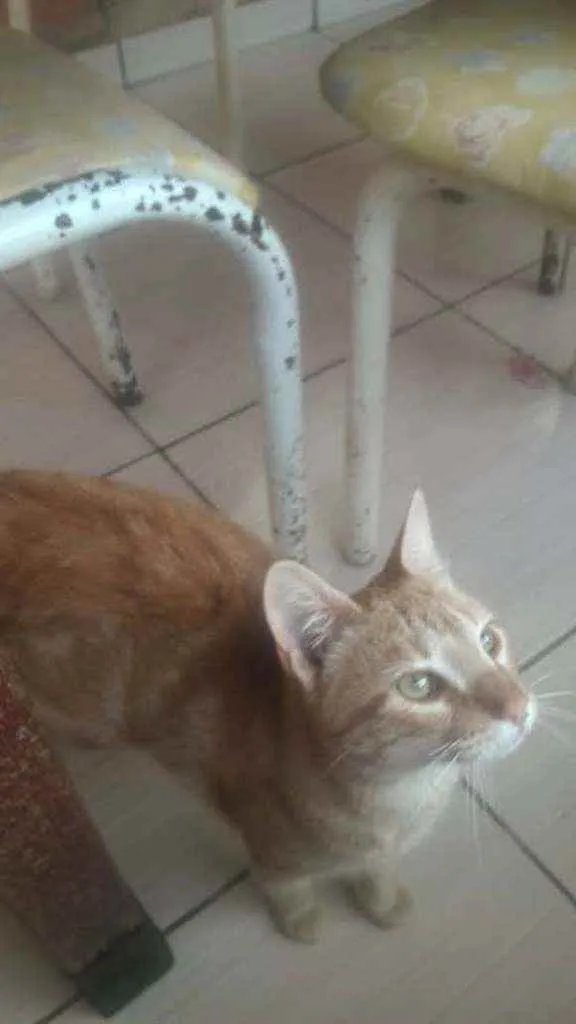 Gato ra a Sem raça definida idade 7 a 11 meses nome Amarelinho