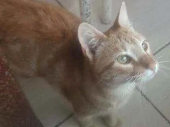 Gato ra a Sem raça definida idade 7 a 11 meses nome Amarelinho