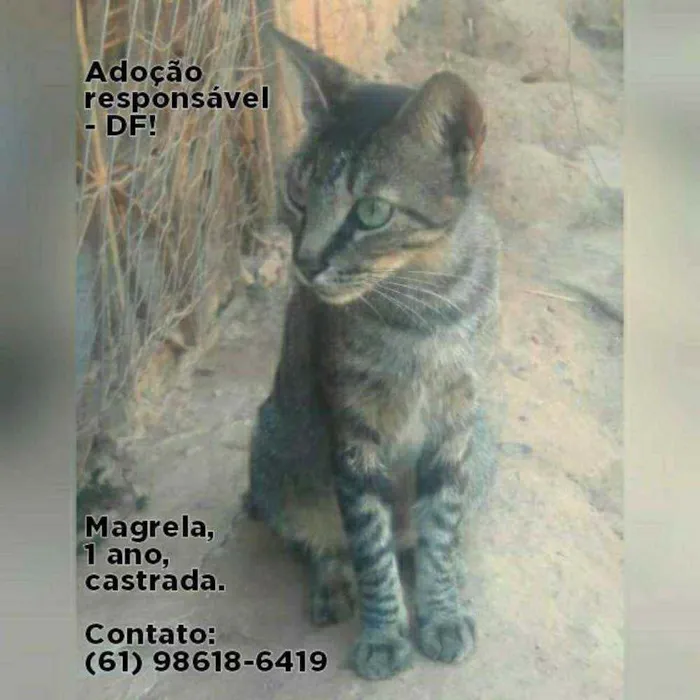 Gato ra a SRD idade 1 ano nome Magrela