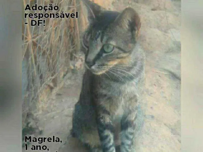 Gato ra a SRD idade 1 ano nome Magrela