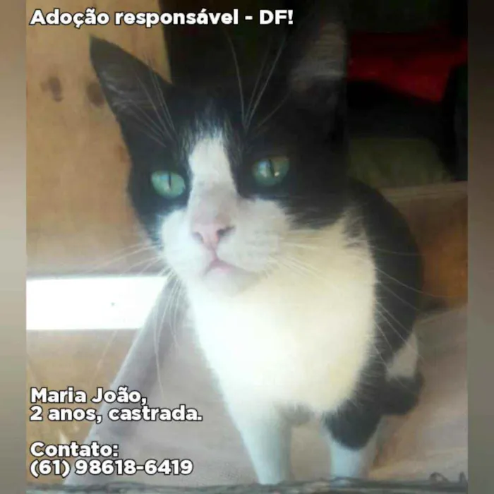 Gato raça SRD idade 2 anos nome Maria João