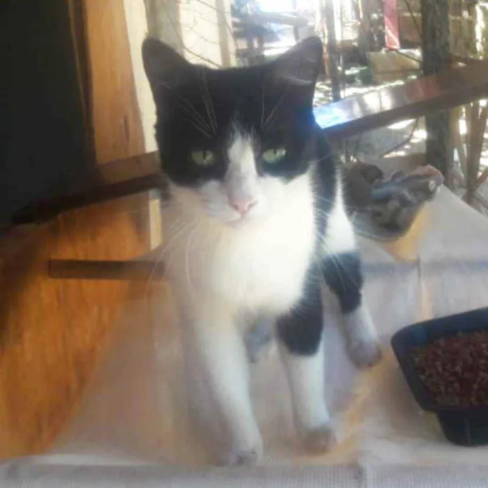 Gato raça SRD idade 2 anos nome Maria João