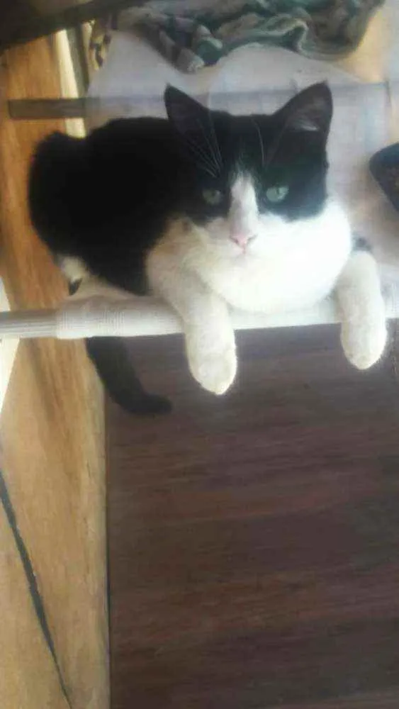 Gato raça SRD idade 2 anos nome Maria João