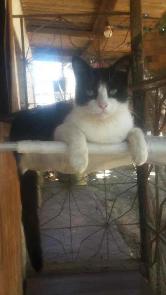 Gato raça SRD idade 2 anos nome Maria João