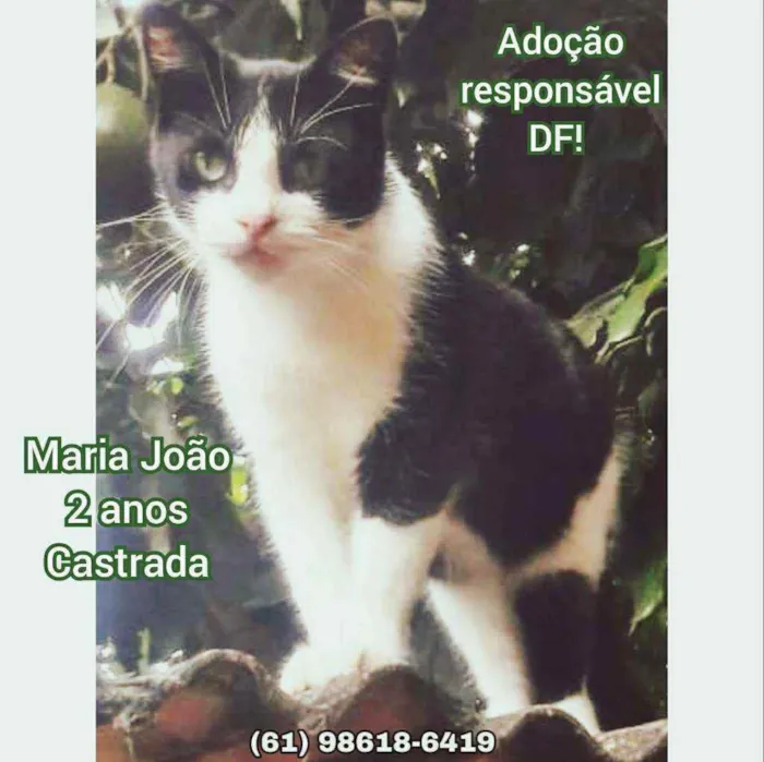 Gato raça SRD idade 2 anos nome Maria João