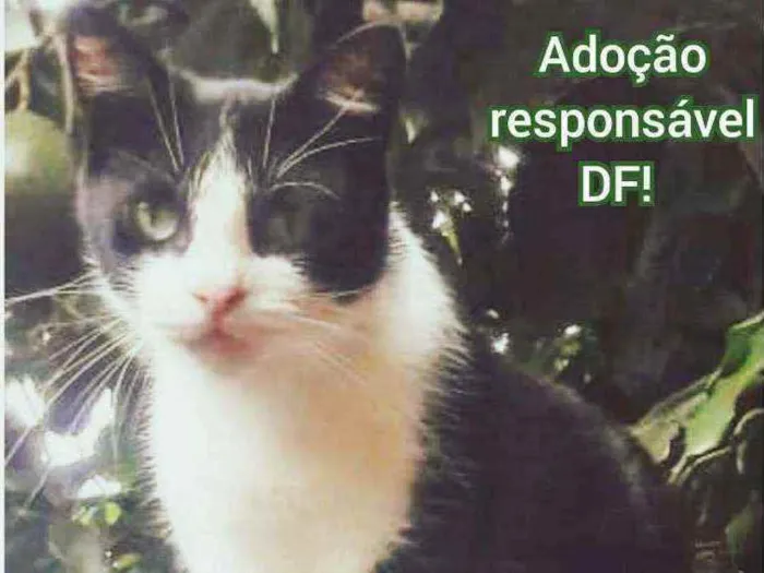 Gato raça SRD idade 2 anos nome Maria João