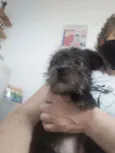 Junior
