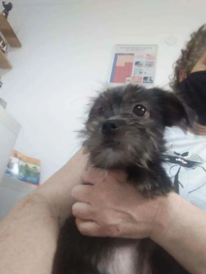 Cachorro ra a SRD idade 2 a 6 meses nome Junior