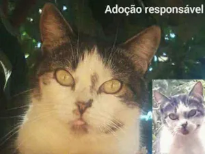 Gato raça Sem raça definida idade 3 anos nome Mia