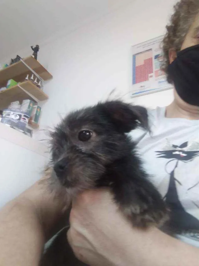 Cachorro ra a SRD idade 2 a 6 meses nome Junior