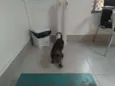 Junior