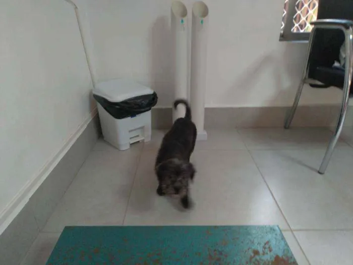 Cachorro ra a SRD idade 2 a 6 meses nome Junior