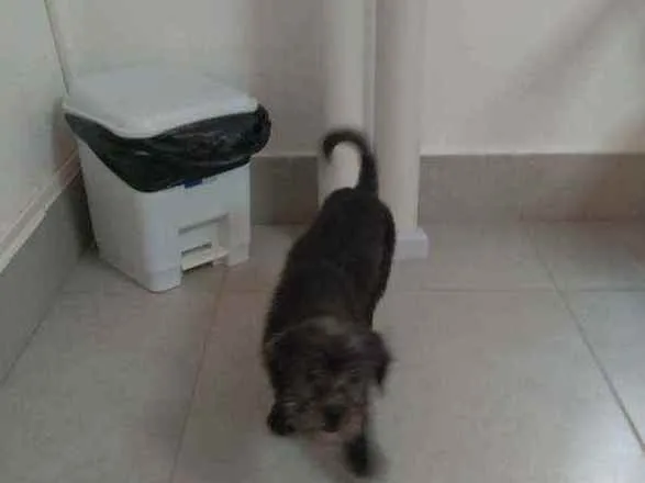 Cachorro ra a SRD idade 2 a 6 meses nome Junior