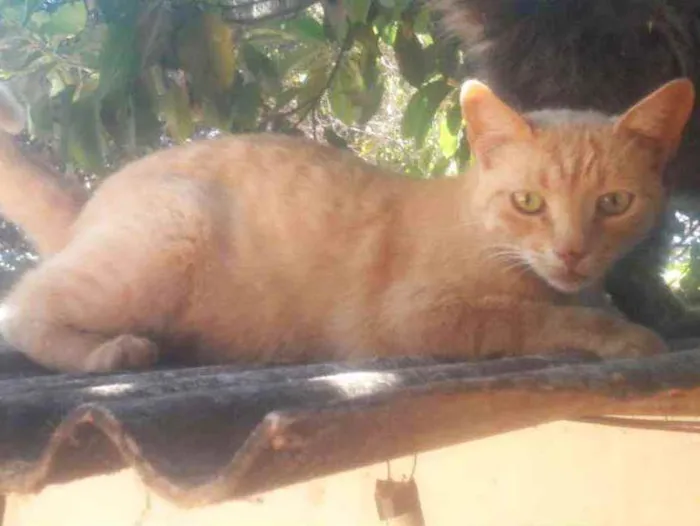 Gato ra a Sem raça definida idade 1 ano nome Amarelinha