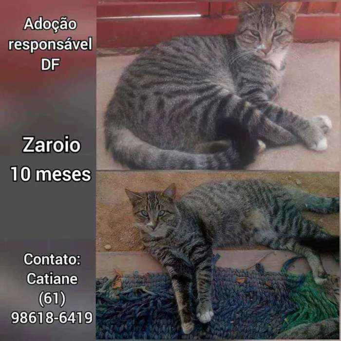 Gato ra a SRD idade 7 a 11 meses nome Zaroio