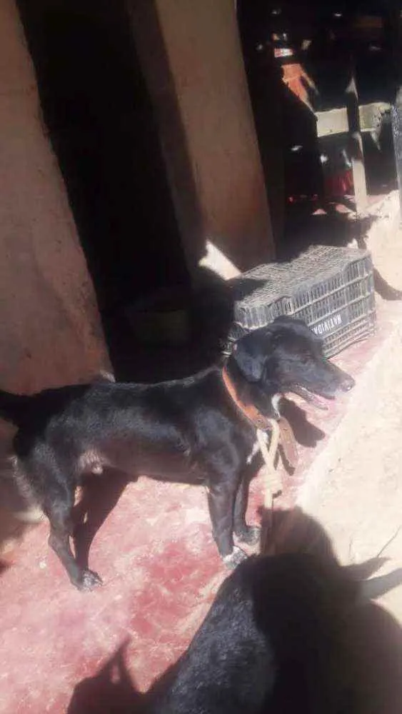 Cachorro ra a SRD idade 1 ano nome Negão