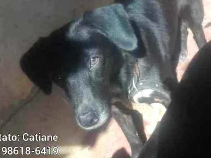 Cachorro ra a SRD idade 1 ano nome Negão