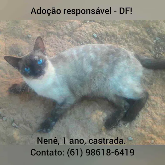 Gato ra a SRD idade 1 ano nome Nenê