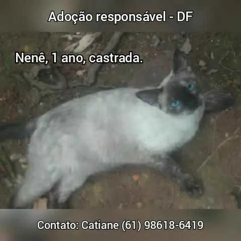 Gato ra a SRD idade 1 ano nome Nenê