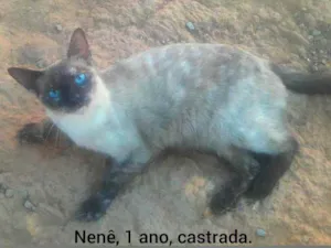 Gato raça SRD idade 1 ano nome Nenê